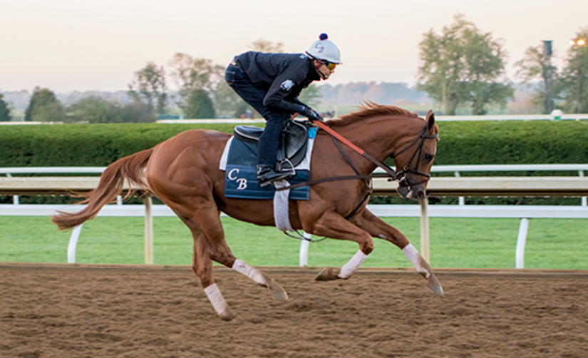 How Breeding Climate Influences Horse Development