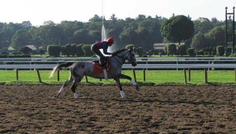 How a Racehorse’s Coat Indicates Health